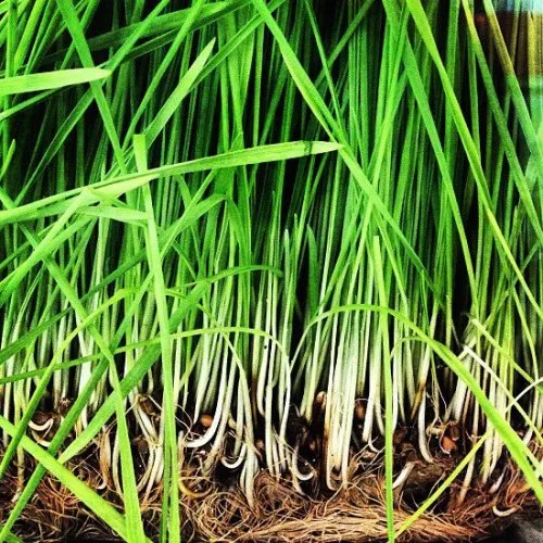 Lemongrass 2